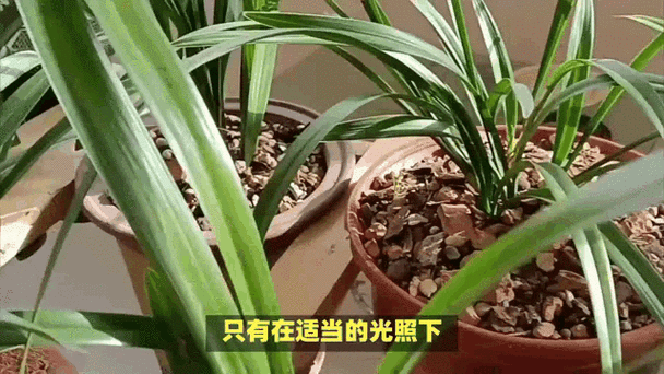 兰花要晒太阳吗?刚种的花能晒太阳吗?-第2张图片-优品飞百科 兰花要晒太阳吗?刚种的花能晒太阳吗?-第2张图片-优品飞百科