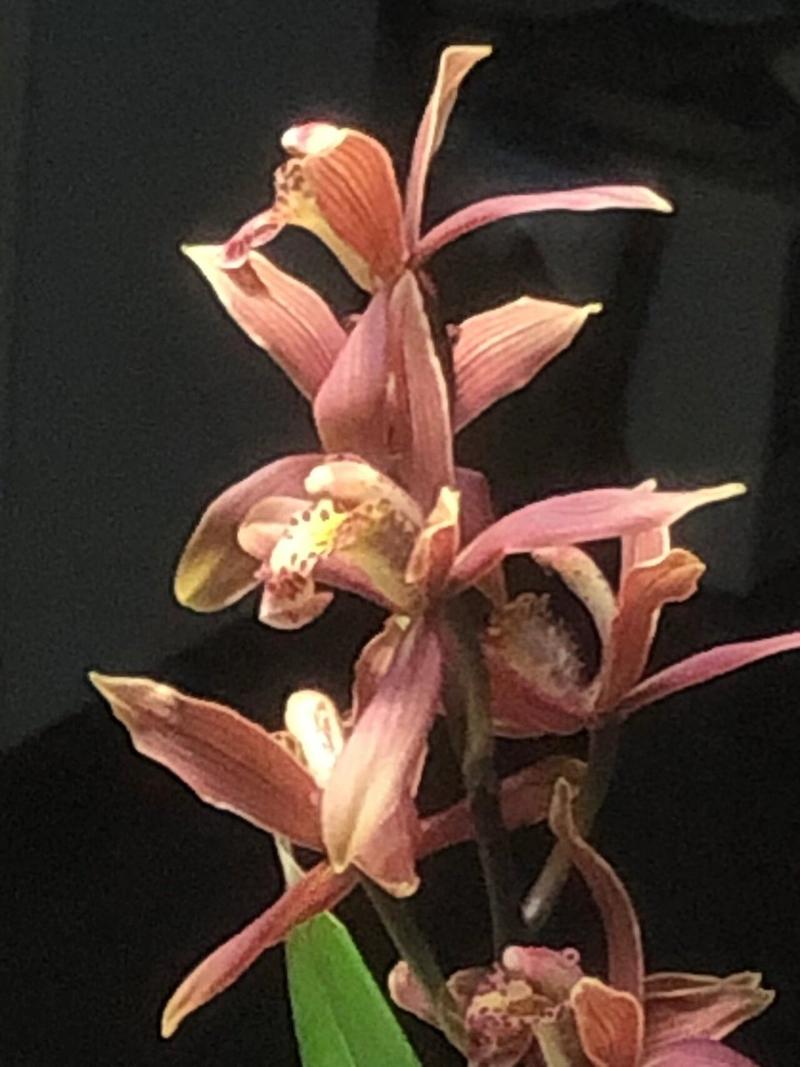 兰花要晒太阳吗?刚种的花能晒太阳吗?-第4张图片-优品飞百科 兰花要晒太阳吗?刚种的花能晒太阳吗?-第4张图片-优品飞百科