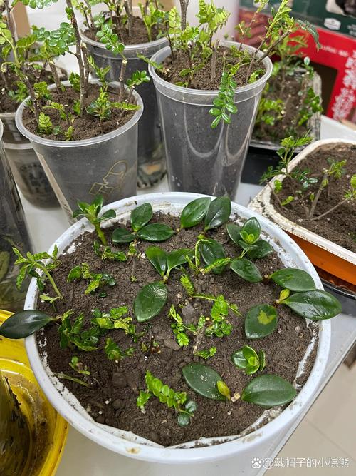 胡椒木的繁殖方法，胡椒木的繁殖方法和注意事项-第1张图片-优品飞百科