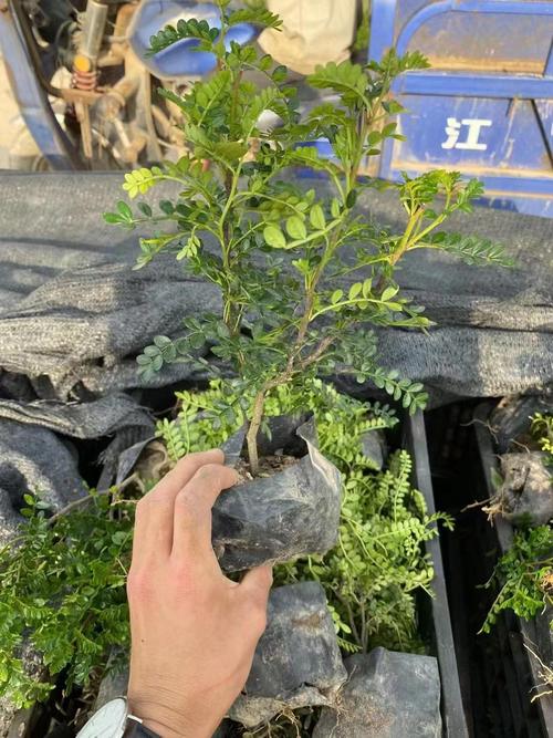 胡椒木的繁殖方法，胡椒木的繁殖方法和注意事项-第2张图片-优品飞百科