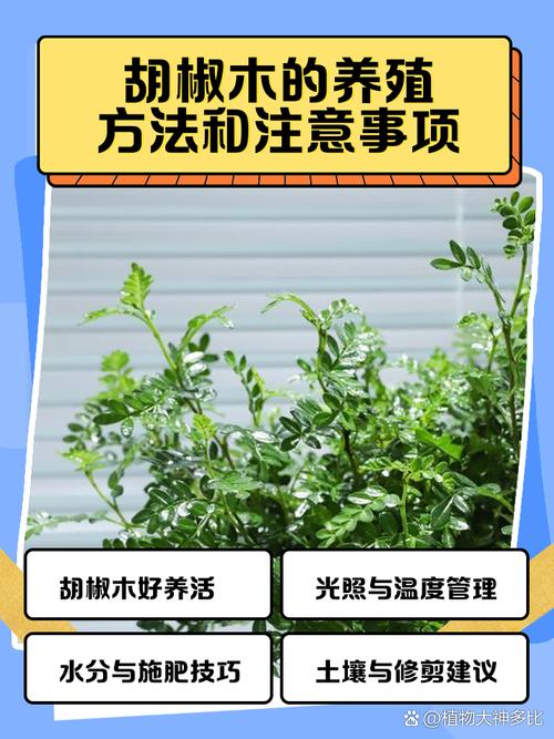 胡椒木的繁殖方法，胡椒木的繁殖方法和注意事项-第3张图片-优品飞百科