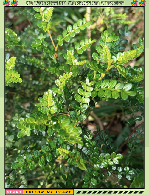 胡椒木的繁殖方法，胡椒木的繁殖方法和注意事项-第4张图片-优品飞百科