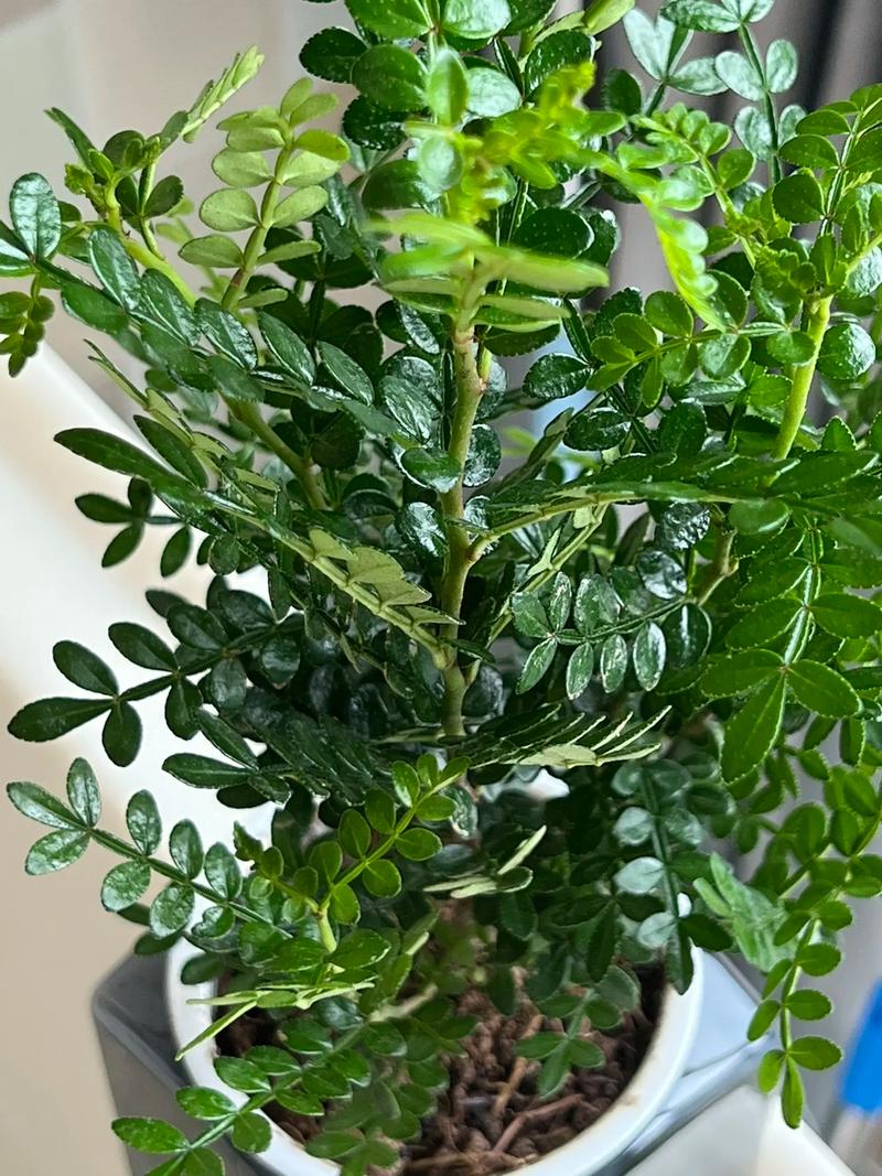 胡椒木的繁殖方法，胡椒木的繁殖方法和注意事项-第6张图片-优品飞百科