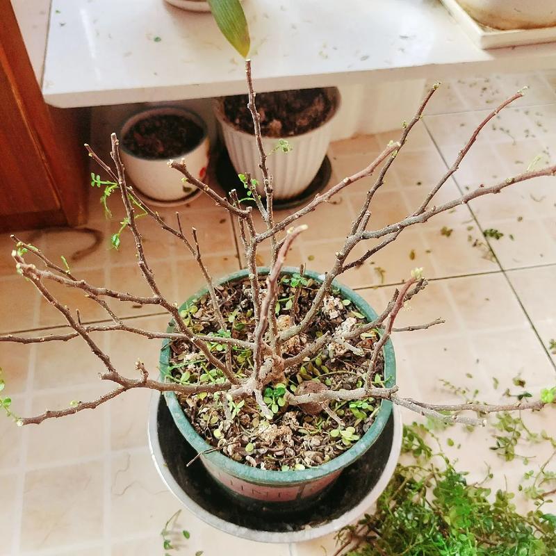 胡椒木的繁殖方法，胡椒木的繁殖方法和注意事项-第5张图片-优品飞百科