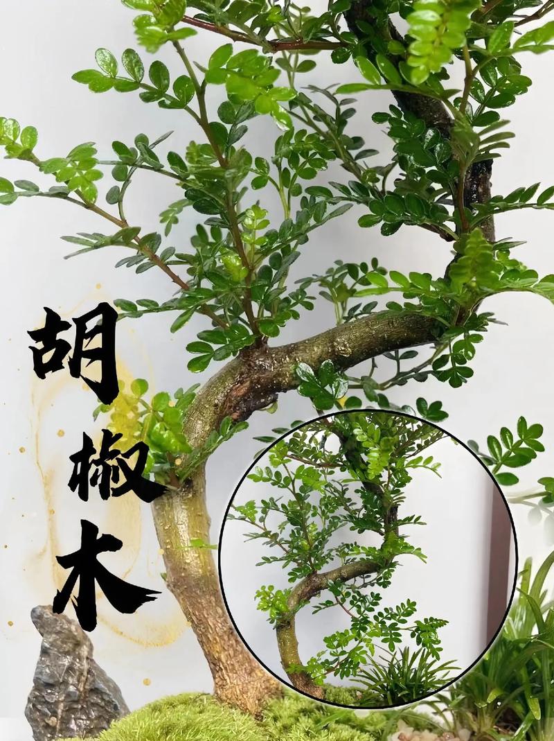 胡椒木的繁殖方法，胡椒木的繁殖方法和注意事项-第7张图片-优品飞百科