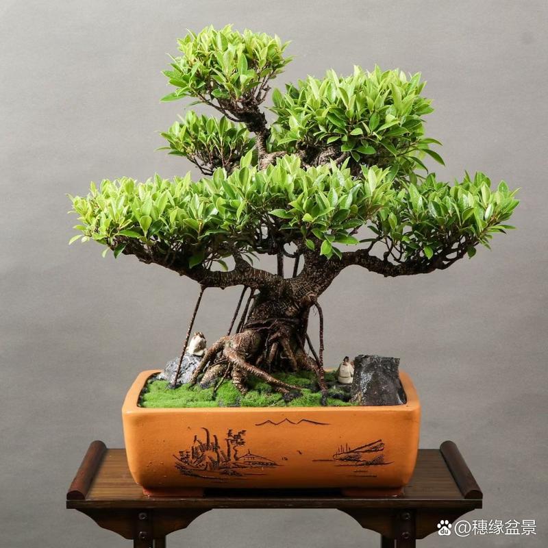 虎皮榕树适合什么土壤,虎皮榕树适合什么土壤种植-第2张图片-优品飞百科 虎皮榕树适合什么土壤,虎皮榕树适合什么土壤种植-第2张图片-优品飞百科