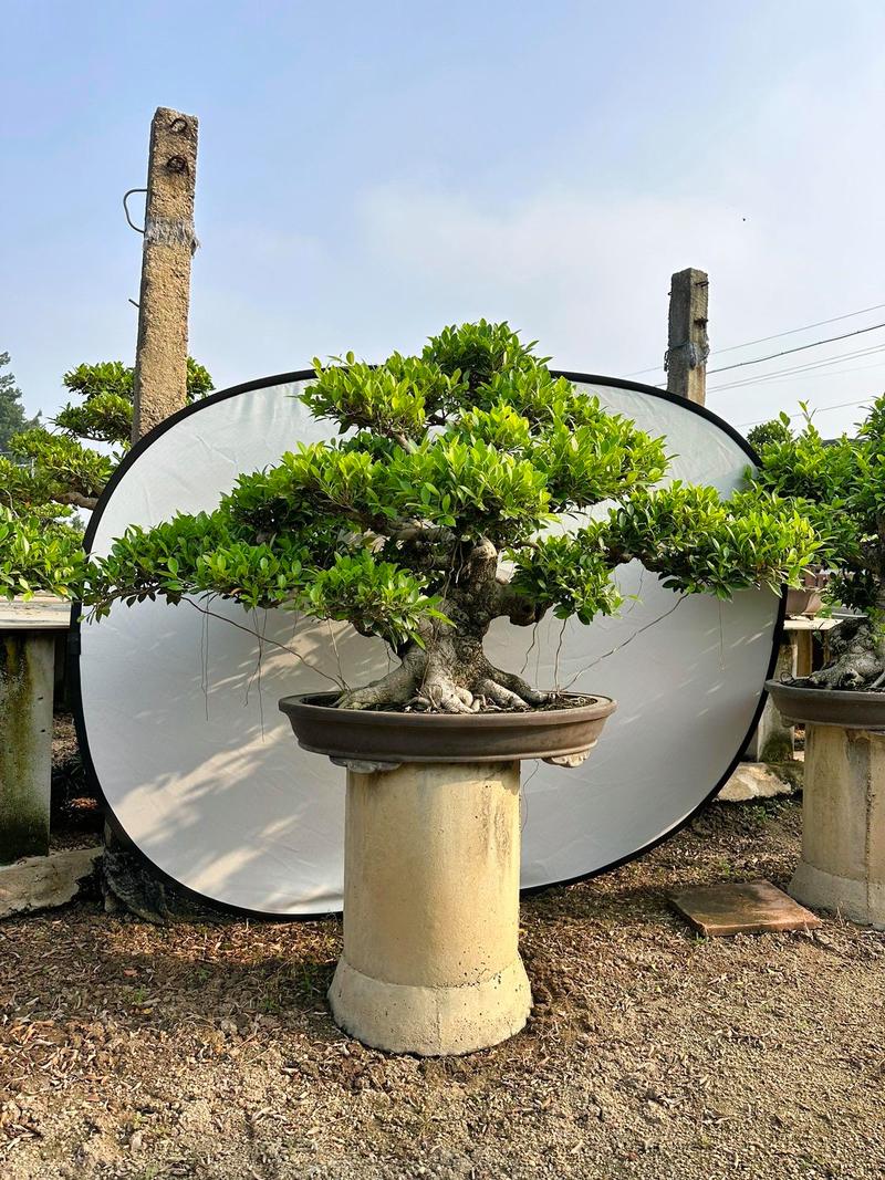 虎皮榕树适合什么土壤,虎皮榕树适合什么土壤种植-第1张图片-优品飞百科 虎皮榕树适合什么土壤,虎皮榕树适合什么土壤种植-第1张图片-优品飞百科