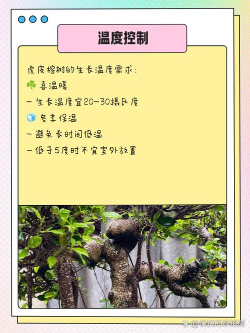 虎皮榕树适合什么土壤,虎皮榕树适合什么土壤种植-第3张图片-优品飞百科 虎皮榕树适合什么土壤,虎皮榕树适合什么土壤种植-第3张图片-优品飞百科