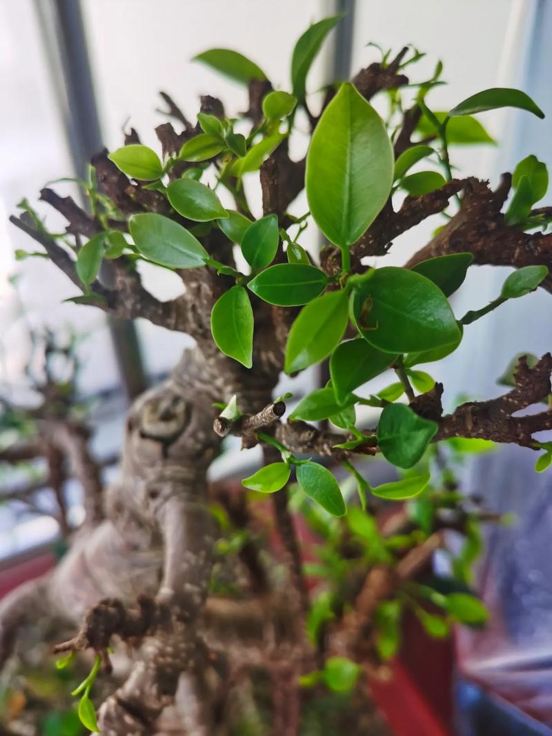 虎皮榕树适合什么土壤,虎皮榕树适合什么土壤种植-第4张图片-优品飞百科 虎皮榕树适合什么土壤,虎皮榕树适合什么土壤种植-第4张图片-优品飞百科