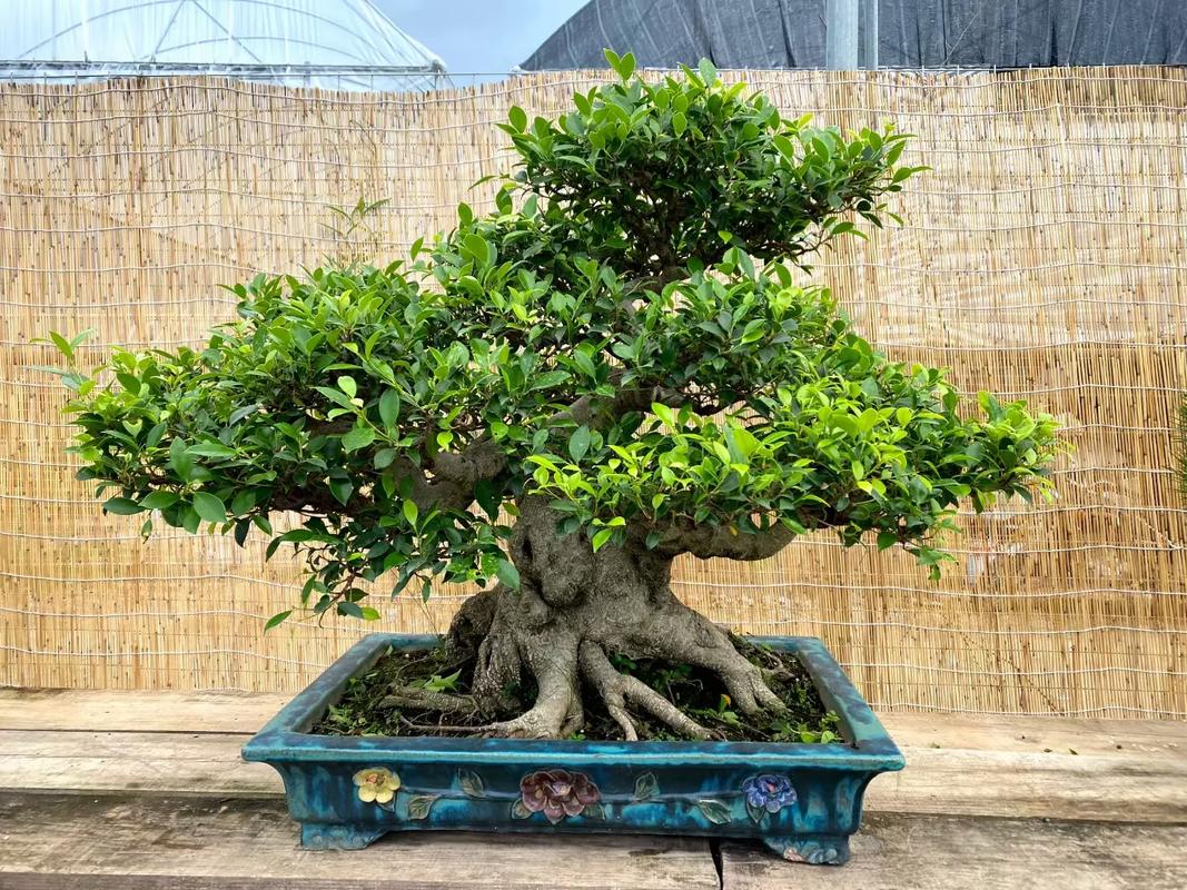 虎皮榕树适合什么土壤,虎皮榕树适合什么土壤种植-第5张图片-优品飞百科 虎皮榕树适合什么土壤,虎皮榕树适合什么土壤种植-第5张图片-优品飞百科