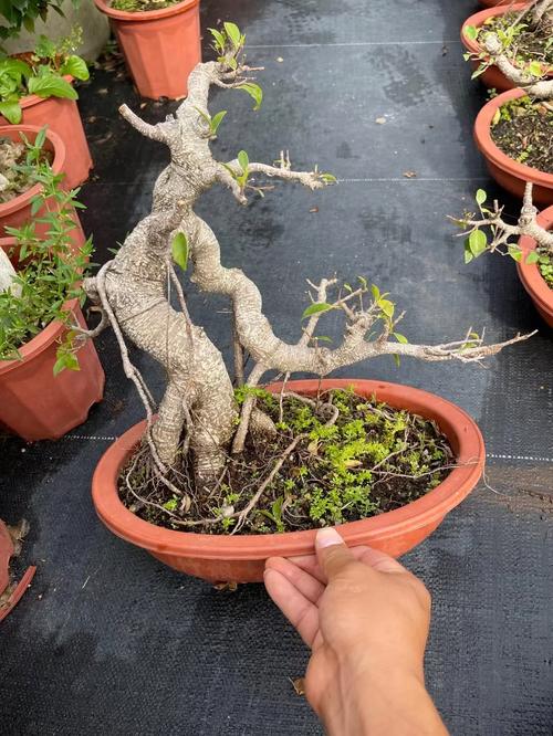 虎皮榕树适合什么土壤,虎皮榕树适合什么土壤种植-第6张图片-优品飞百科 虎皮榕树适合什么土壤,虎皮榕树适合什么土壤种植-第6张图片-优品飞百科