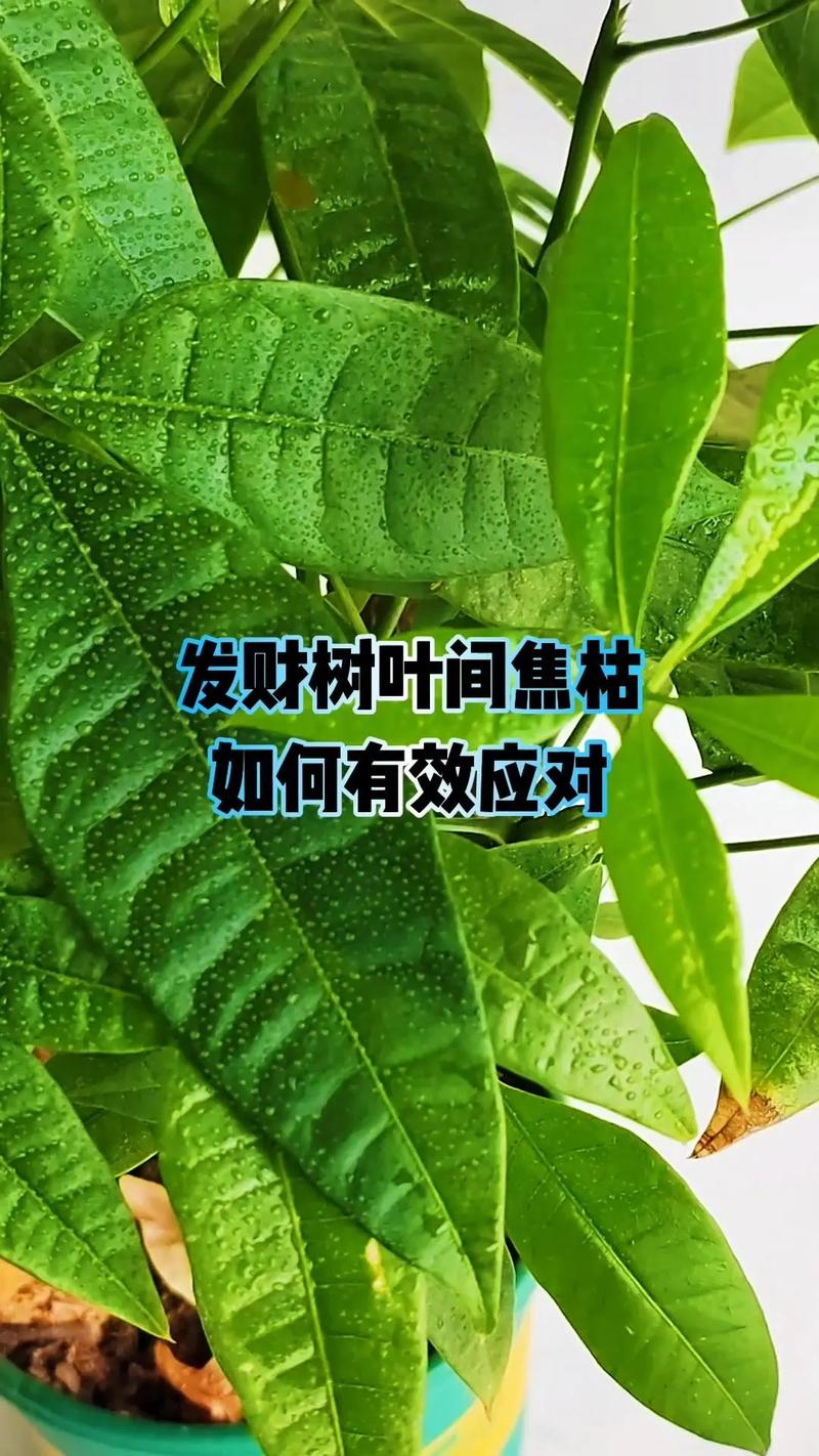 发财树缺水怎样补救,发财树缺水是什么症状-第1张图片-优品飞百科 发财树缺水怎样补救,发财树缺水是什么症状-第1张图片-优品飞百科