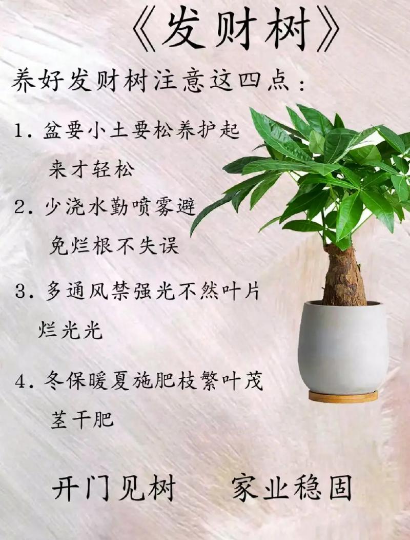 发财树缺水怎样补救,发财树缺水是什么症状-第2张图片-优品飞百科 发财树缺水怎样补救,发财树缺水是什么症状-第2张图片-优品飞百科