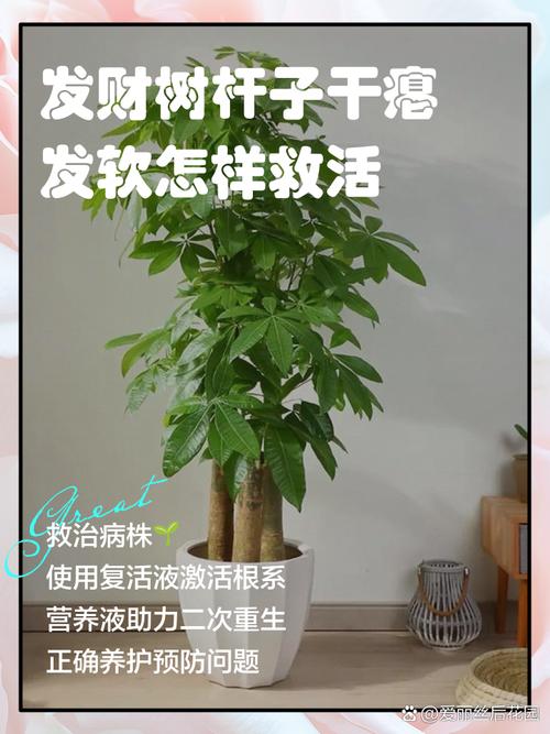 发财树缺水怎样补救,发财树缺水是什么症状-第4张图片-优品飞百科 发财树缺水怎样补救,发财树缺水是什么症状-第4张图片-优品飞百科