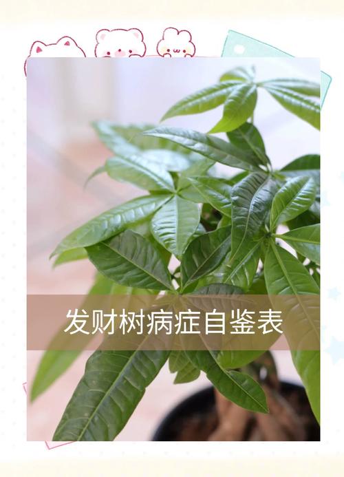 发财树缺水怎样补救,发财树缺水是什么症状-第5张图片-优品飞百科 发财树缺水怎样补救,发财树缺水是什么症状-第5张图片-优品飞百科