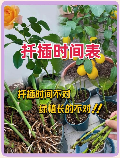 紫金花怎么繁殖？紫金花怎么繁殖方法？-第1张图片-优品飞百科