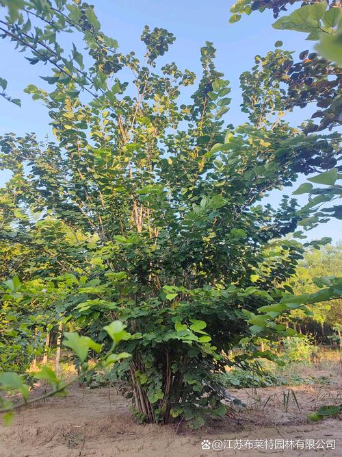 紫金花怎么繁殖？紫金花怎么繁殖方法？-第2张图片-优品飞百科