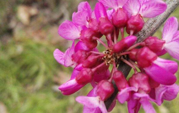 紫金花怎么繁殖？紫金花怎么繁殖方法？-第3张图片-优品飞百科