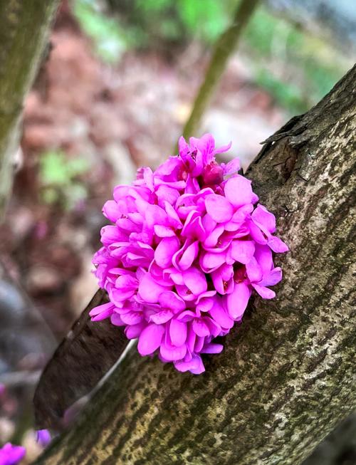 紫金花怎么繁殖？紫金花怎么繁殖方法？-第5张图片-优品飞百科