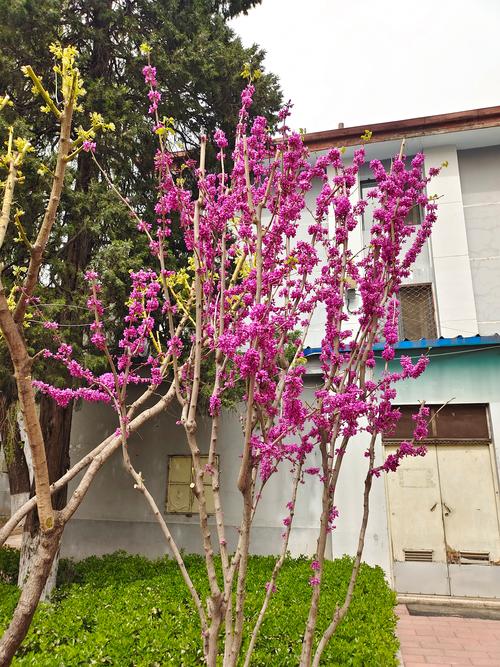 紫金花怎么繁殖？紫金花怎么繁殖方法？-第4张图片-优品飞百科