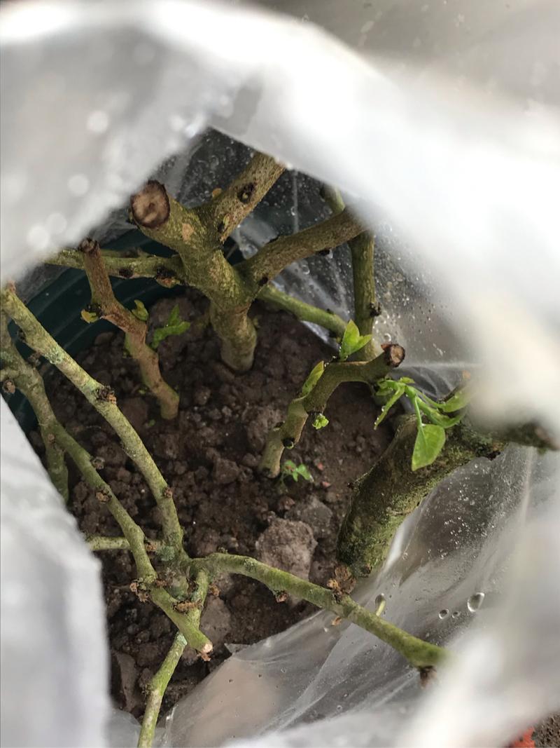 紫金花怎么繁殖？紫金花怎么繁殖方法？-第6张图片-优品飞百科