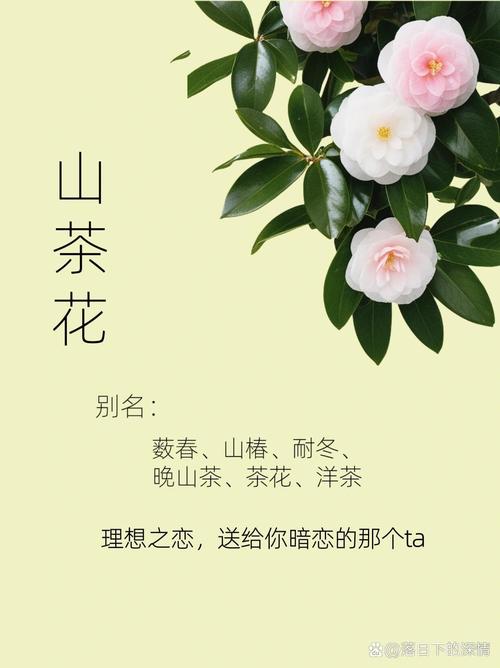 山茶花多少钱一株，山茶花多少钱一盆？-第1张图片-优品飞百科