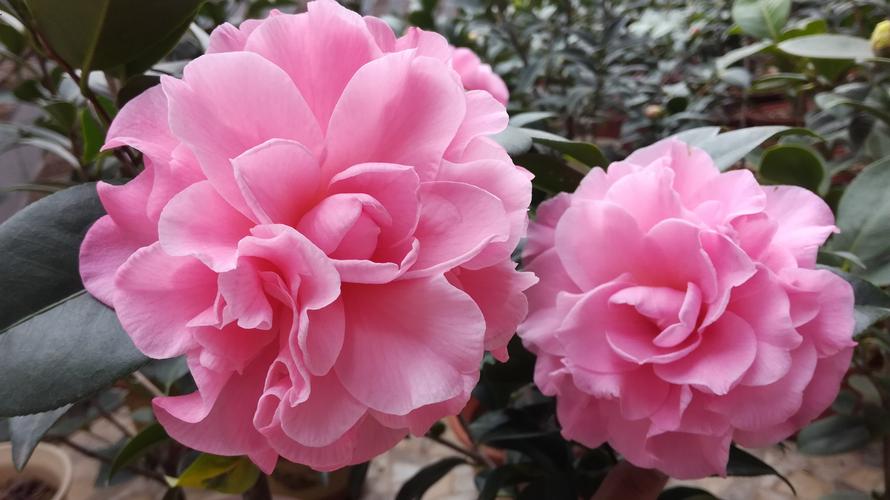 山茶花多少钱一株，山茶花多少钱一盆？-第2张图片-优品飞百科