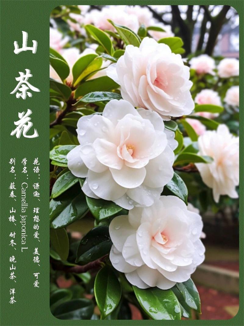 山茶花多少钱一株，山茶花多少钱一盆？-第3张图片-优品飞百科