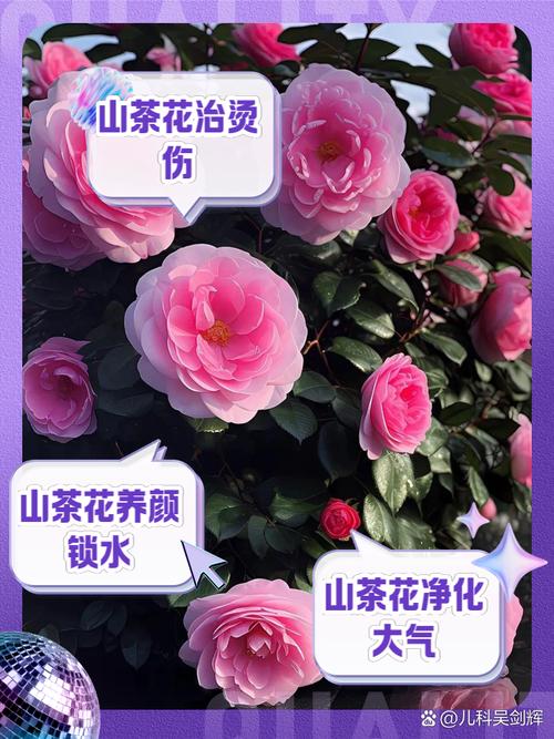 山茶花多少钱一株，山茶花多少钱一盆？-第4张图片-优品飞百科
