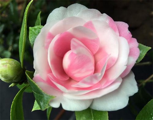 山茶花多少钱一株，山茶花多少钱一盆？-第5张图片-优品飞百科