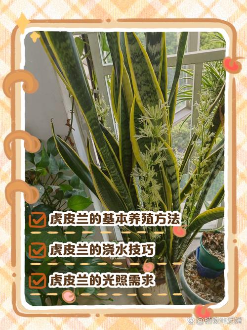 虎皮兰怎么浇水？虎皮兰怎么浇水,夏天一天浇几次水？-第2张图片-优品飞百科