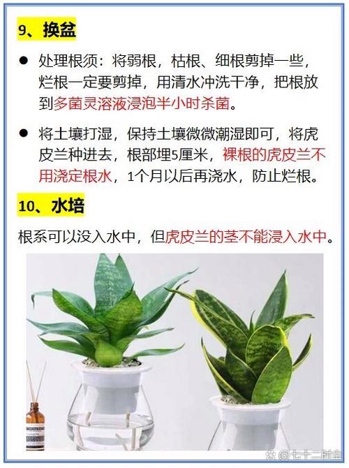 虎皮兰怎么浇水？虎皮兰怎么浇水,夏天一天浇几次水？-第4张图片-优品飞百科