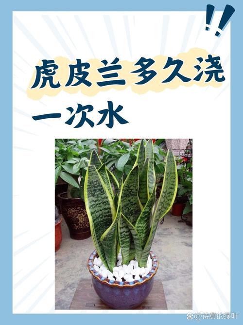 虎皮兰怎么浇水？虎皮兰怎么浇水,夏天一天浇几次水？-第5张图片-优品飞百科