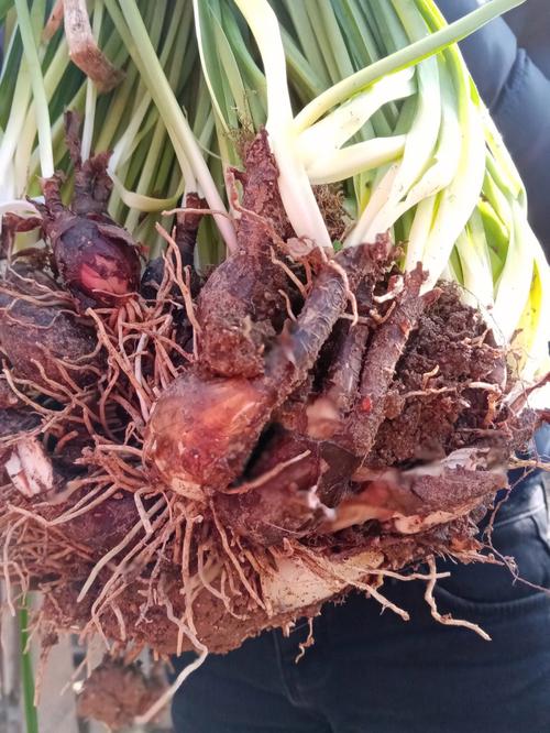 彼岸花的繁殖注意事项,彼岸花的繁殖注意事项和方法-第1张图片-优品飞百科 彼岸花的繁殖注意事项,彼岸花的繁殖注意事项和方法-第1张图片-优品飞百科