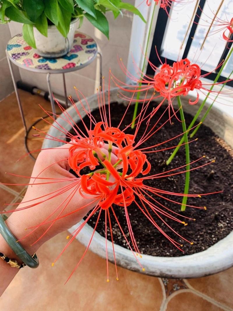 彼岸花的繁殖注意事项,彼岸花的繁殖注意事项和方法-第3张图片-优品飞百科 彼岸花的繁殖注意事项,彼岸花的繁殖注意事项和方法-第3张图片-优品飞百科