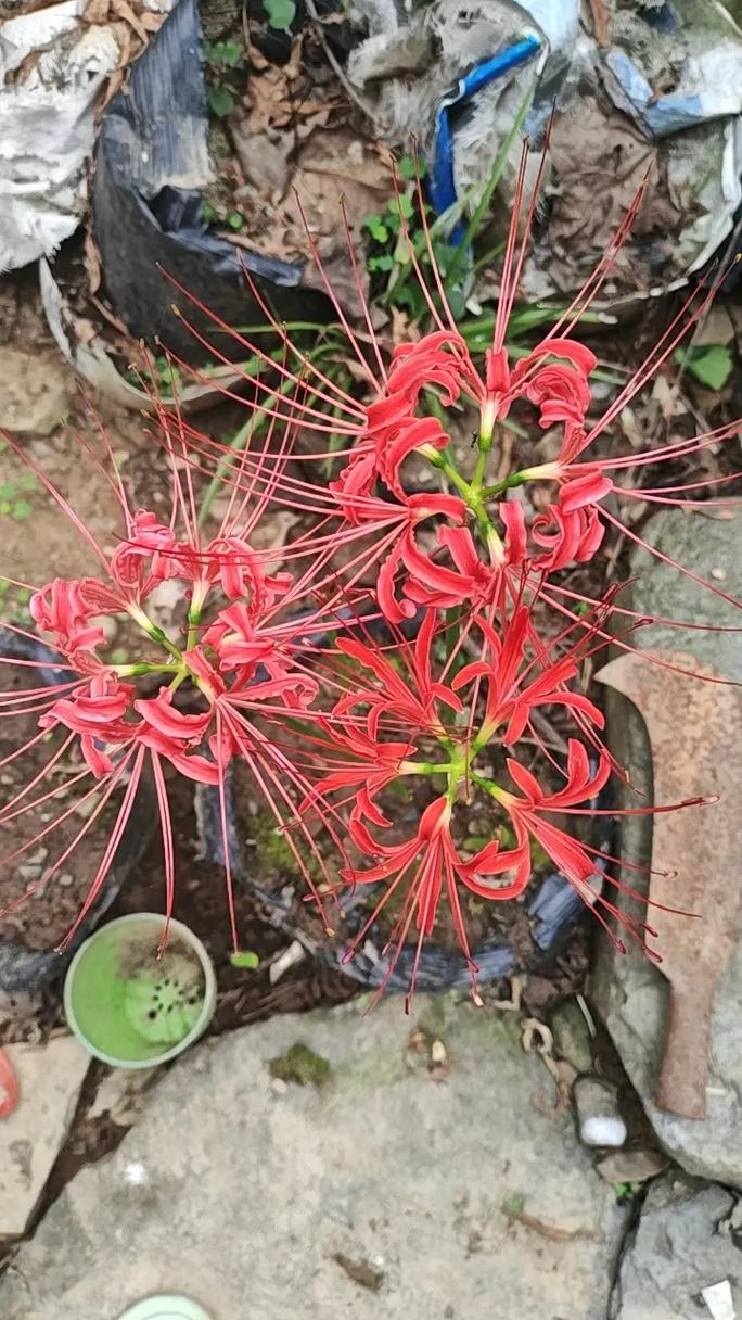 彼岸花的繁殖注意事项,彼岸花的繁殖注意事项和方法-第4张图片-优品飞百科 彼岸花的繁殖注意事项,彼岸花的繁殖注意事项和方法-第4张图片-优品飞百科