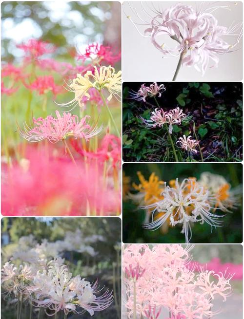 彼岸花的繁殖注意事项,彼岸花的繁殖注意事项和方法-第5张图片-优品飞百科 彼岸花的繁殖注意事项,彼岸花的繁殖注意事项和方法-第5张图片-优品飞百科