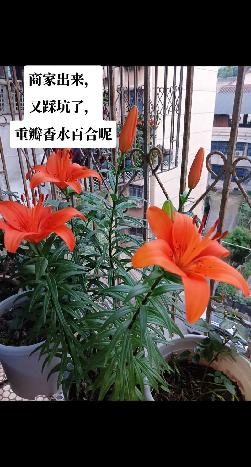 百合开完花后怎么修剪？百合开完花后怎么修剪呢？