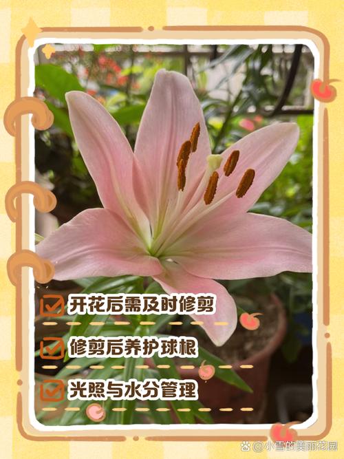 百合开完花后怎么修剪？百合开完花后怎么修剪呢？-第2张图片-优品飞百科