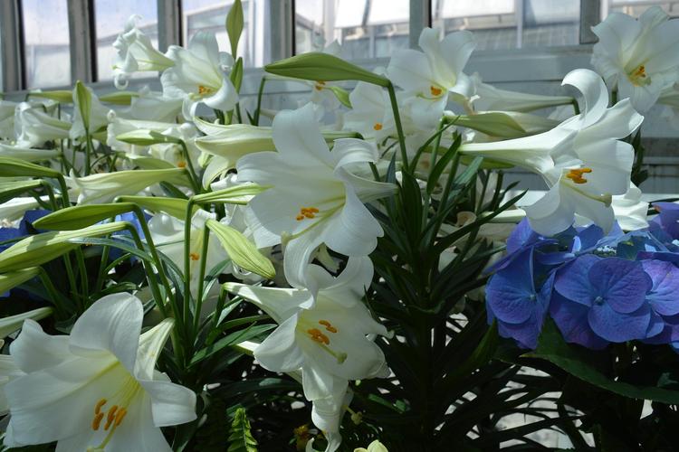 百合开完花后怎么修剪？百合开完花后怎么修剪呢？-第3张图片-优品飞百科