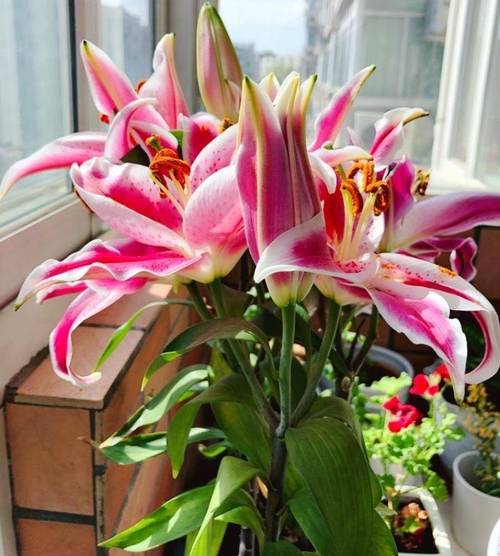 百合开完花后怎么修剪？百合开完花后怎么修剪呢？-第4张图片-优品飞百科