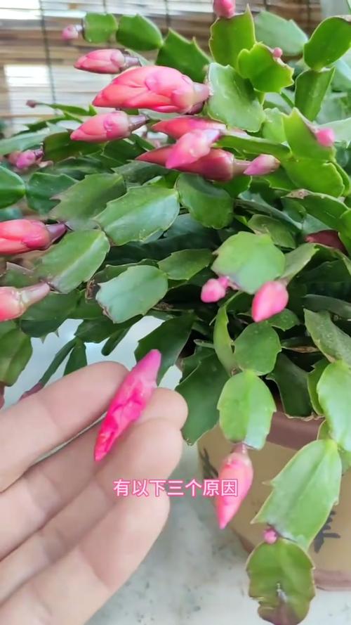 蟹爪兰新叶要掐吗，蟹爪兰是在新叶子上开花吗