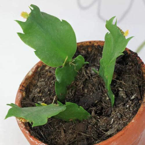 蟹爪兰新叶要掐吗，蟹爪兰是在新叶子上开花吗-第2张图片-优品飞百科