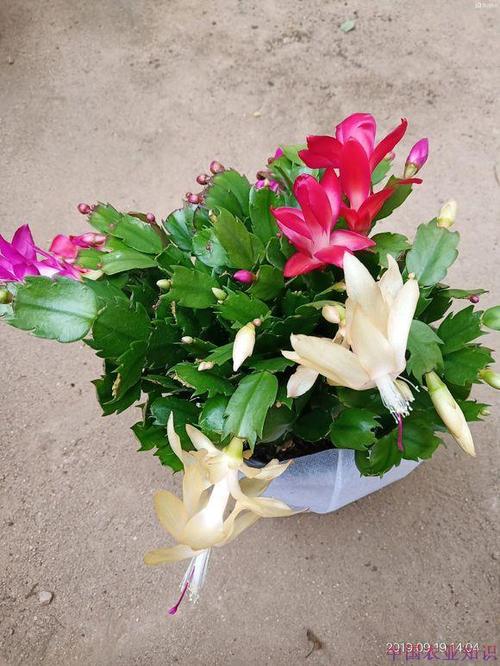 蟹爪兰新叶要掐吗，蟹爪兰是在新叶子上开花吗-第3张图片-优品飞百科