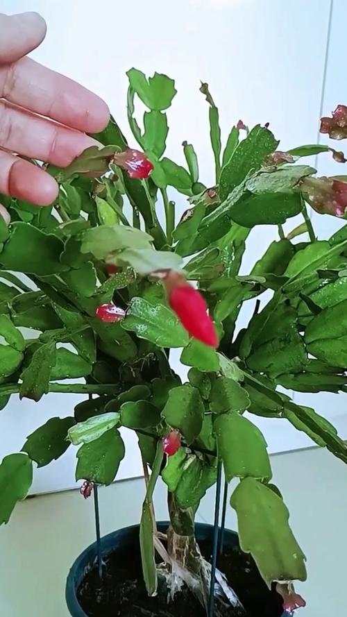 蟹爪兰新叶要掐吗，蟹爪兰是在新叶子上开花吗-第4张图片-优品飞百科