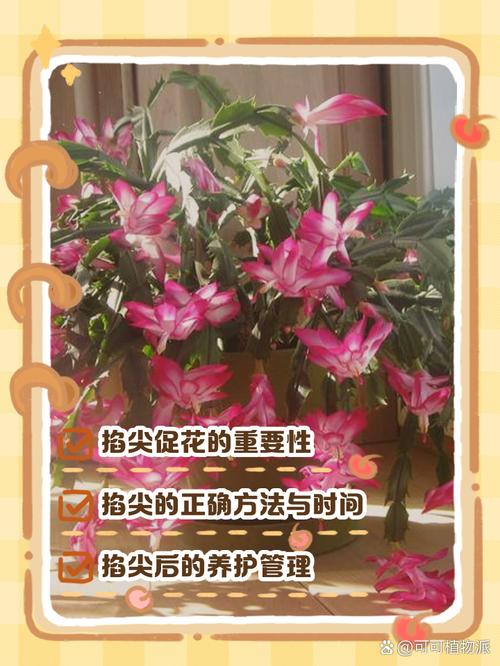 蟹爪兰新叶要掐吗，蟹爪兰是在新叶子上开花吗-第5张图片-优品飞百科