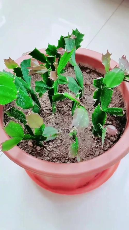 蟹爪兰新叶要掐吗，蟹爪兰是在新叶子上开花吗-第6张图片-优品飞百科