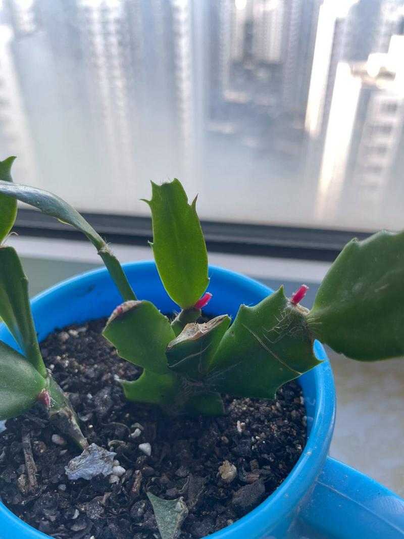 蟹爪兰新叶要掐吗，蟹爪兰是在新叶子上开花吗-第8张图片-优品飞百科