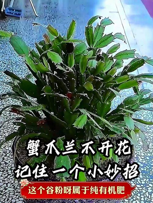 蟹爪兰新叶要掐吗，蟹爪兰是在新叶子上开花吗-第7张图片-优品飞百科