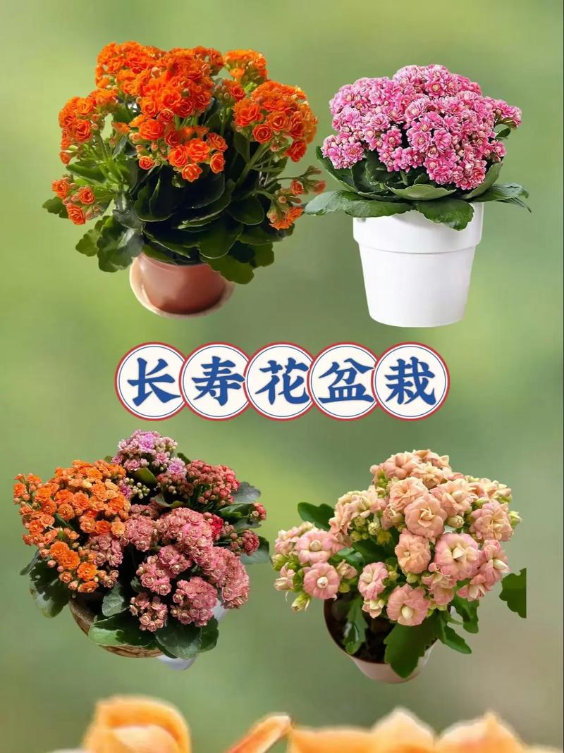 长寿花怎么养才能开花，长寿花怎么养才能开花茂盛？